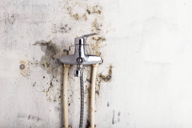 Best Toxic Mold Removal  in Fort Pierce South, FL