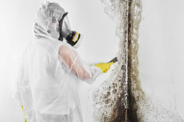 Best Fast Mold Removal  in Fort Pierce South, FL