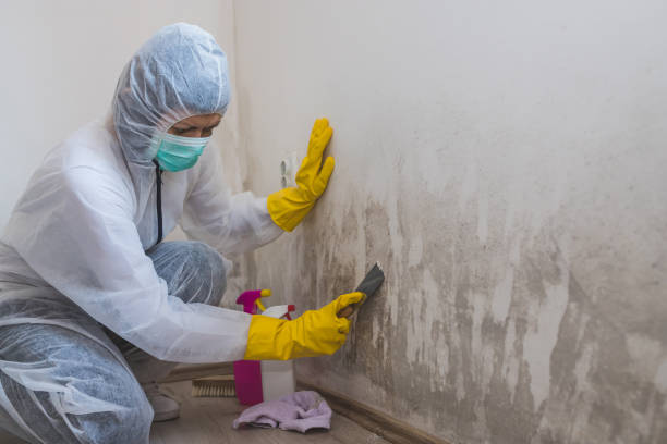 Best Local Mold Removal Service  in Fort Pierce South, FL