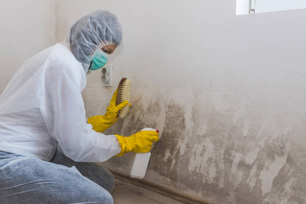 Best Mold Testing  in Fort Pierce South, FL