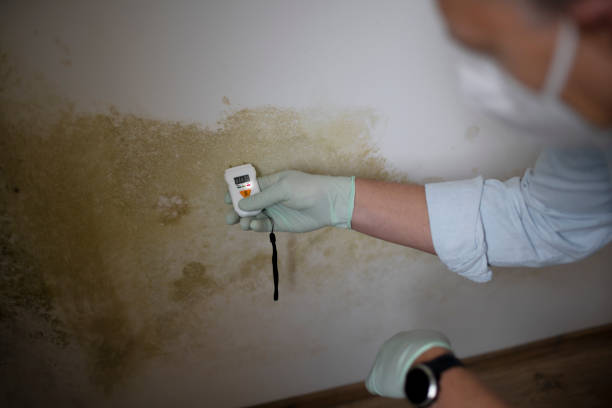 Best Emergency Mold Removal  in Fort Pierce South, FL