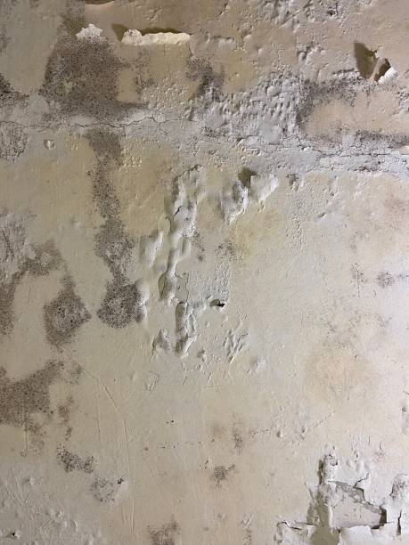 Best Attic Mold Removal  in Fort Pierce South, FL