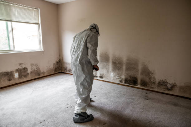 Mold Removal and Inspection in Fort Pierce South, FL