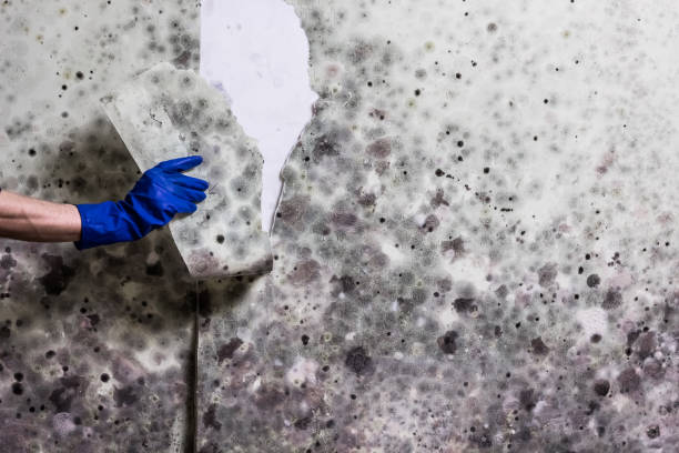 Best Mold Removal Company Near Me  in Fort Pierce South, FL
